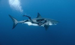 A diver swims with a great white shark