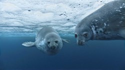 Weddell seals off the coast of Antarctica