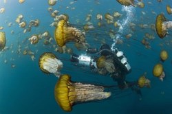 Sea nettles in Monterey Bay, California