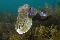 Giant cuttlefish, off the coast of Australia