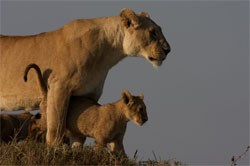 Layla and her cub Mara