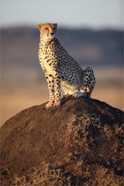 Sita the cheetah