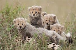Little cheetahs at play