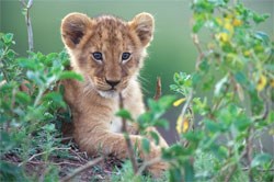 One of the lion cubs