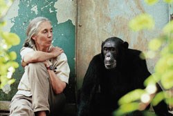 Jane Goodall and a Gombe chimp named Freud