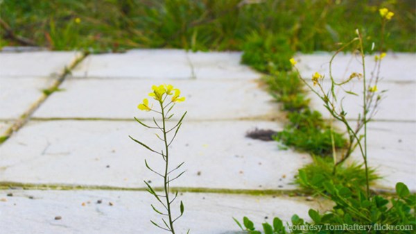 Bloom Where You Are Planted: Why We Chose Public School