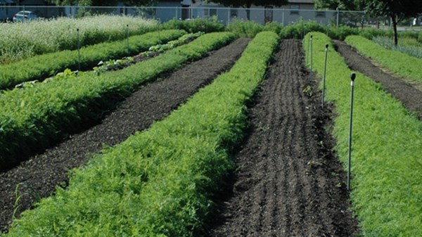 Tilling among the Tulips: Christians Sow Hope at a West Michigan Farm