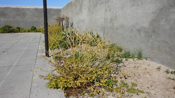 Planting Gardens in Prison: Why We Labor for Shalom Now Planting Gardens in Prison: Why We Labor for Shalom Now
