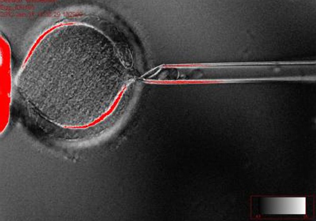 Embryonic Stem Cell Breakthrough To Revive Cloning Debate