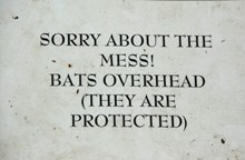 English churches have started posting signs, warning visitors of bat roosts.