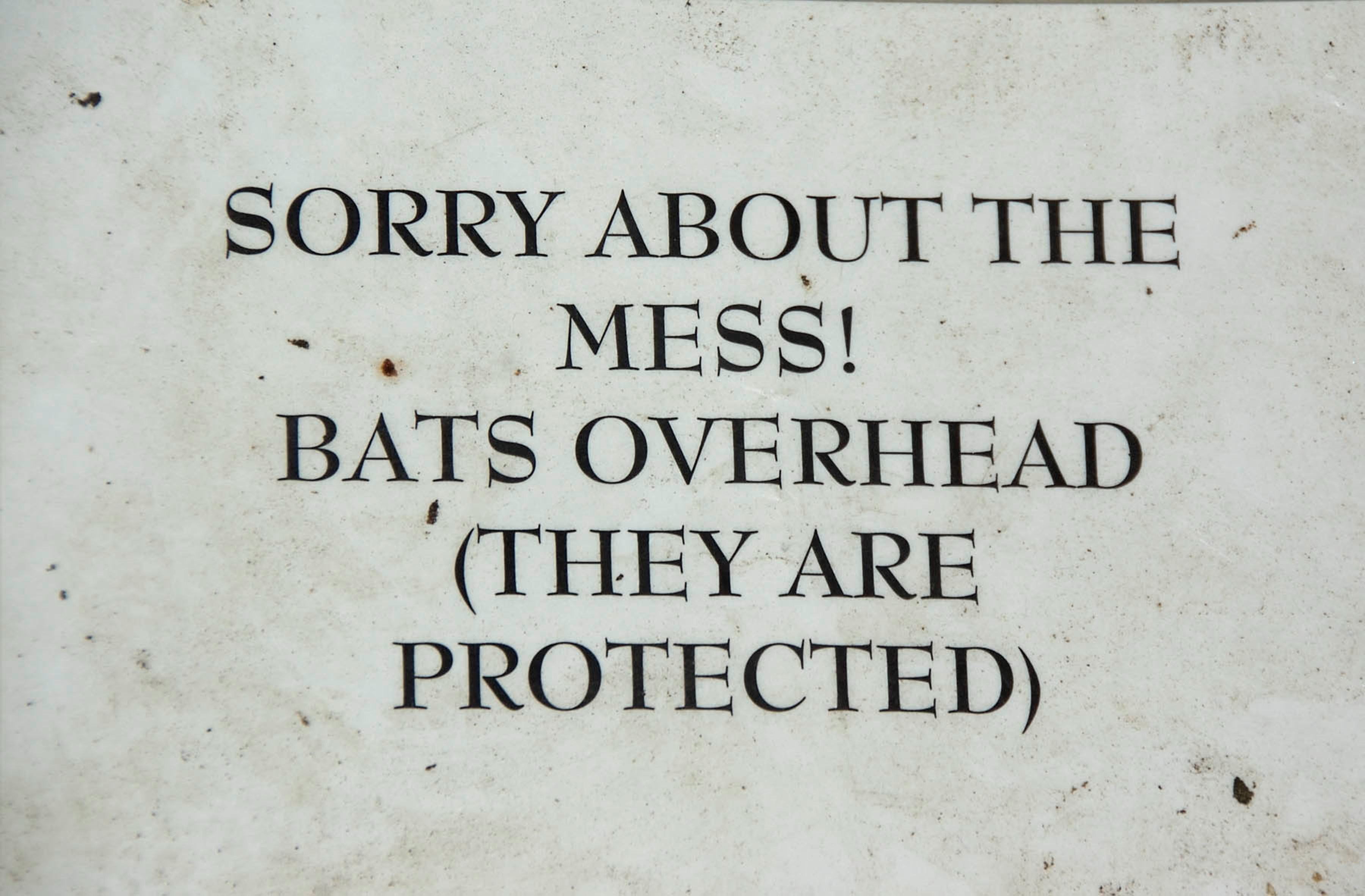 Do Bats Really Have Secret Pouches? You Won'T Believe This! - u5r03ew
