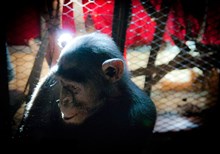 Saving Chimps, Serving God