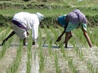Rice Planting India