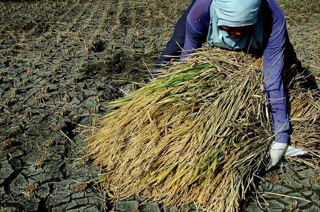 Worker Harvesting Rice