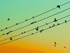 Music Note Birds
