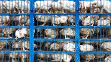 The Blessings of Factory Farming