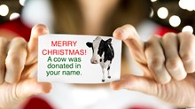 Should I Give a Cow or Cash for Christmas? 