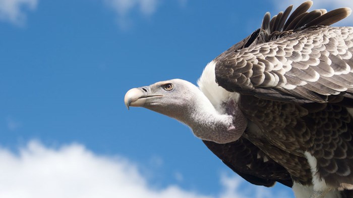 He Will Raise You Up on Vultures' Wings He Will Raise You Up on Vultures' Wings