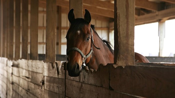 Should Christians Care about Animal Welfare? Should Christians Care about Animal Welfare?