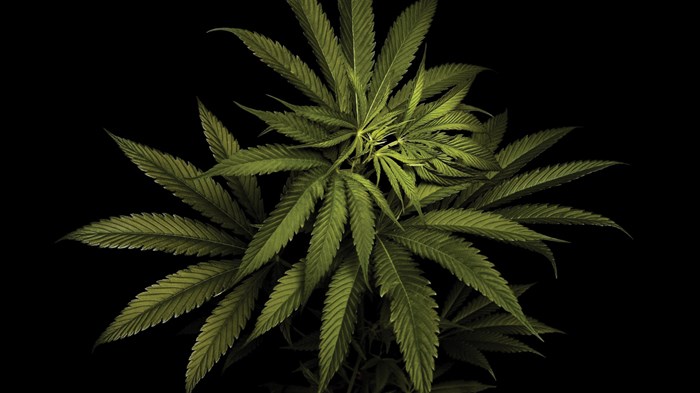 You're Free to Toke Up. But Don't. You're Free to Toke Up. But Don't.