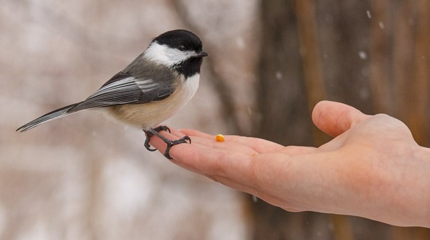 Want a Better Devotional Life? Buy a Bird Feeder Want a Better Devotional Life? Buy a Bird Feeder