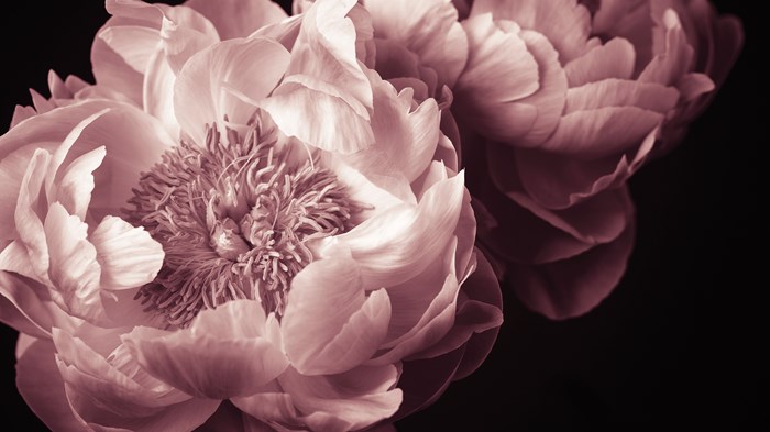 My Family's Journey through Alzheimer's My Family's Journey through Alzheimer's