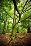 Service Rooted in Grace Service Rooted in Grace
