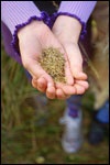 Scatter Seeds of Love & Service Scatter Seeds of Love & Service