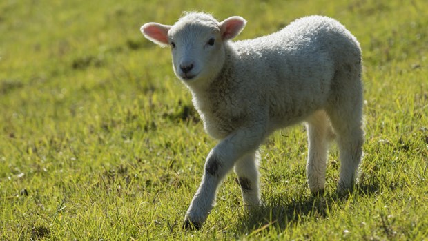 Listen to the Shepherd Listen to the Shepherd