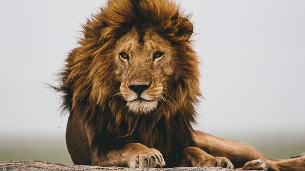 Don't Declaw the Lion Don't Declaw the Lion
