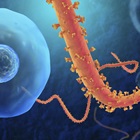 Ebola: Here and Abroad Ebola: Here and Abroad