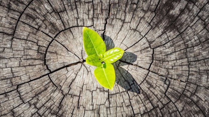 Revitalizing Denominations Through Church Planting Revitalizing Denominations Through Church Planting