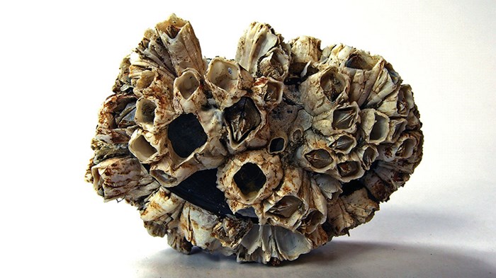 The Barnacles of Life The Barnacles of Life