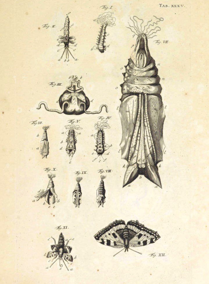 Johannes Swammerdam Drawing.