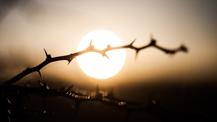 Thistles and Thorns