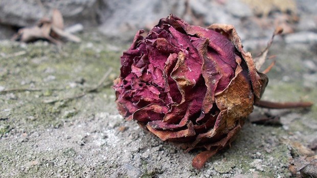 Can a Failed Church Planter Plant Again? Can a Failed Church Planter Plant Again?
