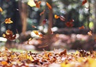 Fall Activities for Your Youth Group Fall Activities for Your Youth Group