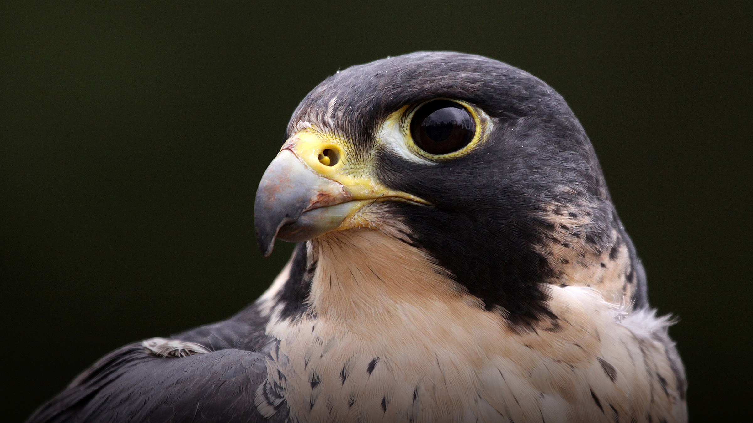 Watch Peregrine Falcon: Lord of the Skies