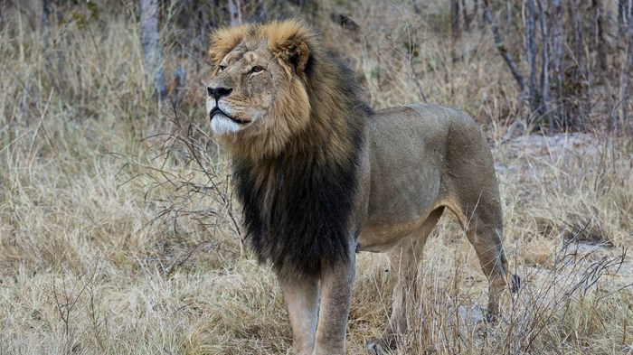 To Kill a Predator To Kill a Predator