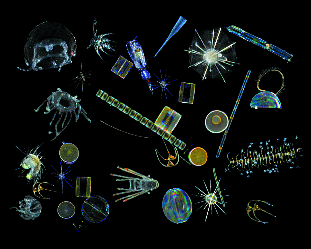 Radiolarian Diagram