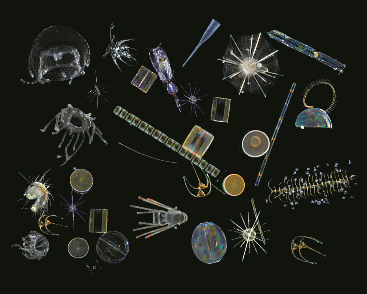 This collection of plankton not only includes both unicellular and multicellular organisms, but shows some of the variety even between the unicellular creatures: star-shaped radiolarians; cylindrical, spherical, and chain-like diatoms; and anchor-shaped dinoflagellates.