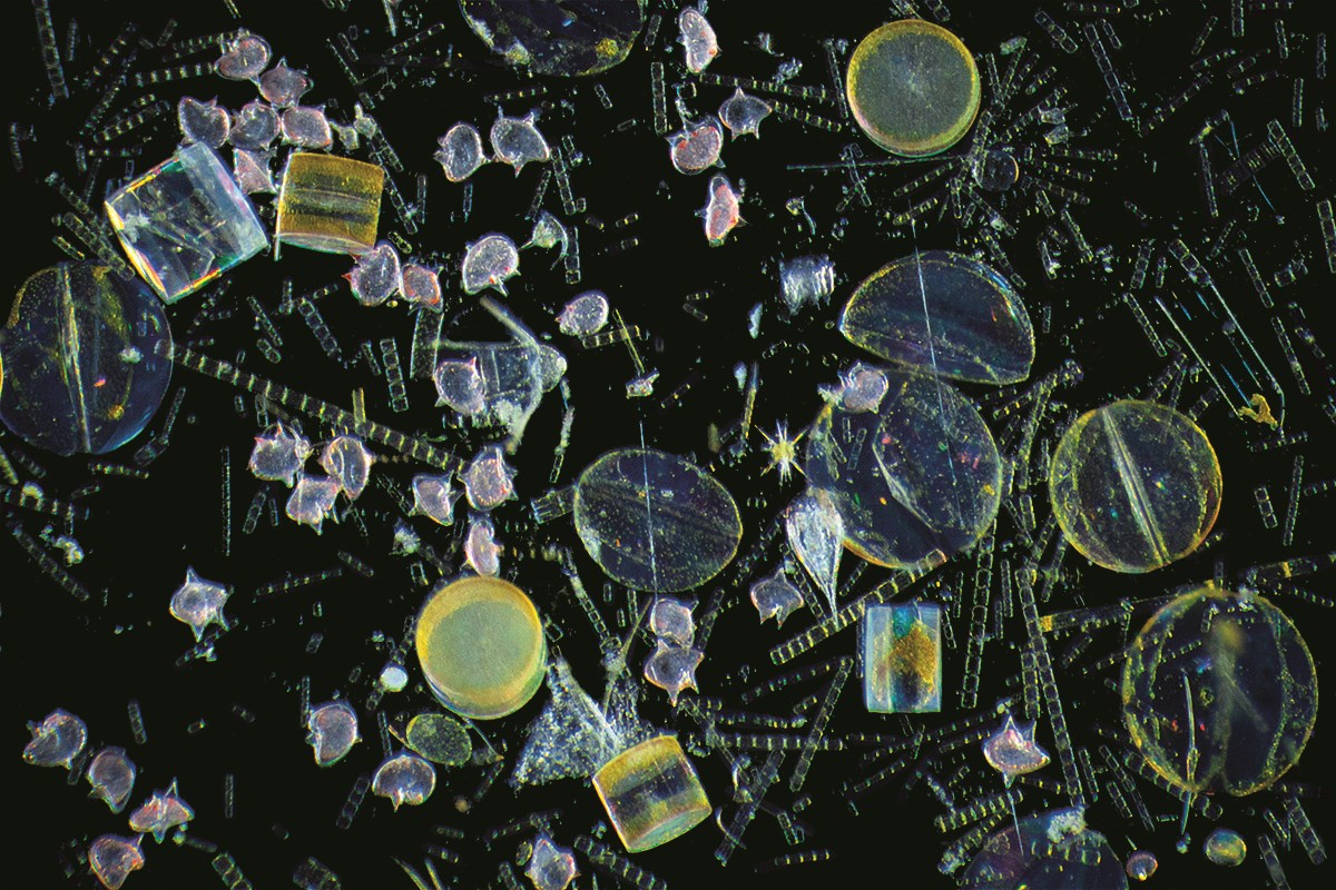 The large yellowish dome-like creatures are single-celled phytoplankton known as diatoms (specifically Coscinodiscus sp. and Hemidiscus sp.). Those long Tetris-like chains of Skeletonema sp. are diatoms as well. But the bright pink spiky creatures are Protoperidinium depressum— dinoflagellates that eat diatoms. At the center of this image, next to the yellow star-shaped radiolarian, is a barnacle larva.