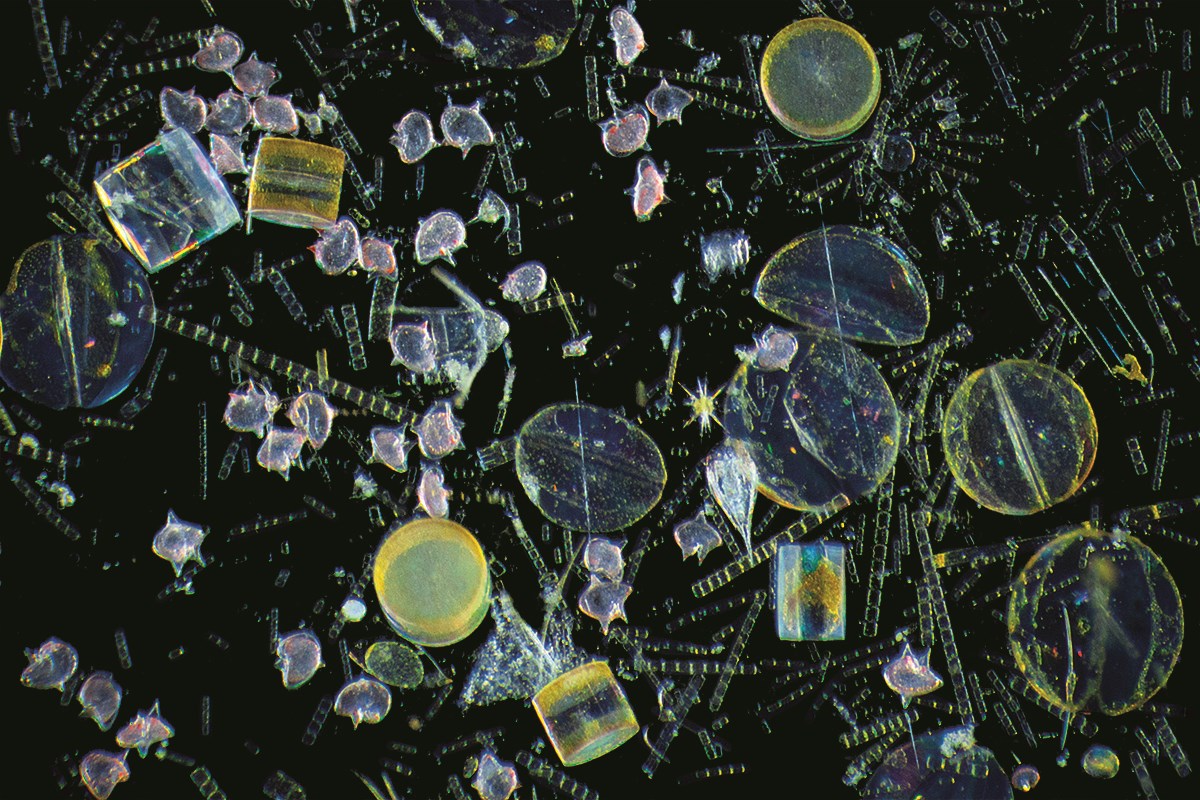 The large yellowish dome-like creatures are single-celled phytoplankton known as diatoms (specifically Coscinodiscus sp. and Hemidiscus sp.). Those long Tetris-like chains of Skeletonema sp. are diatoms as well. But the bright pink spiky creatures are Protoperidinium depressum— dinoflagellates that eat diatoms. At the center of this image, next to the yellow star-shaped radiolarian, is a barnacle larva. The large yellowish dome-like creatures are single-celled phytoplankton known as diatoms (specifically Coscinodiscus sp. and Hemidiscus sp.). Those long Tetris-like chains of Skeletonema sp. are diatoms as well. But the bright pink spiky creatures are Protoperidinium depressum— dinoflagellates that eat diatoms. At the center of this image, next to the yellow star-shaped radiolarian, is a barnacle larva.