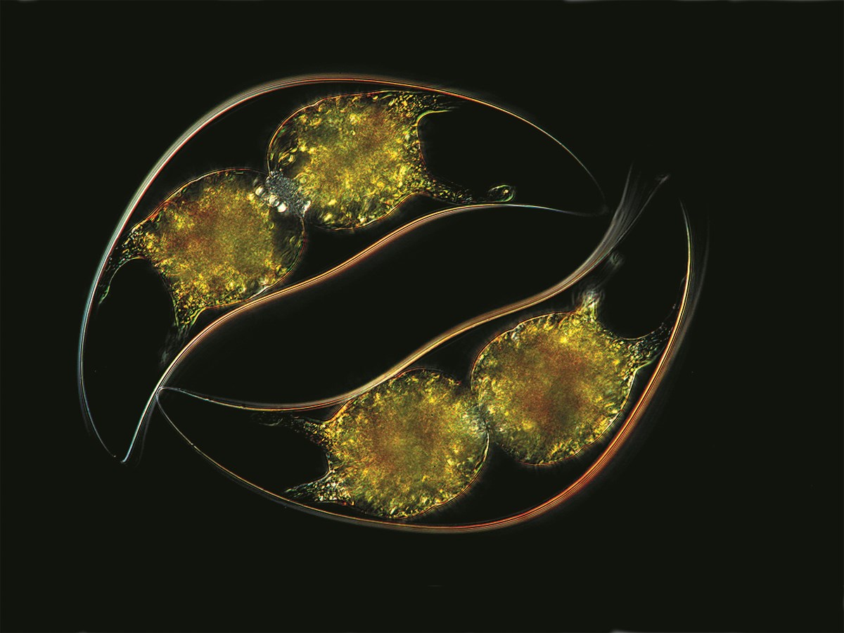 When Pyrocystis lunula is disturbed, it glows with a beautiful blue light. When Pyrocystis lunula is disturbed, it glows with a beautiful blue light.
