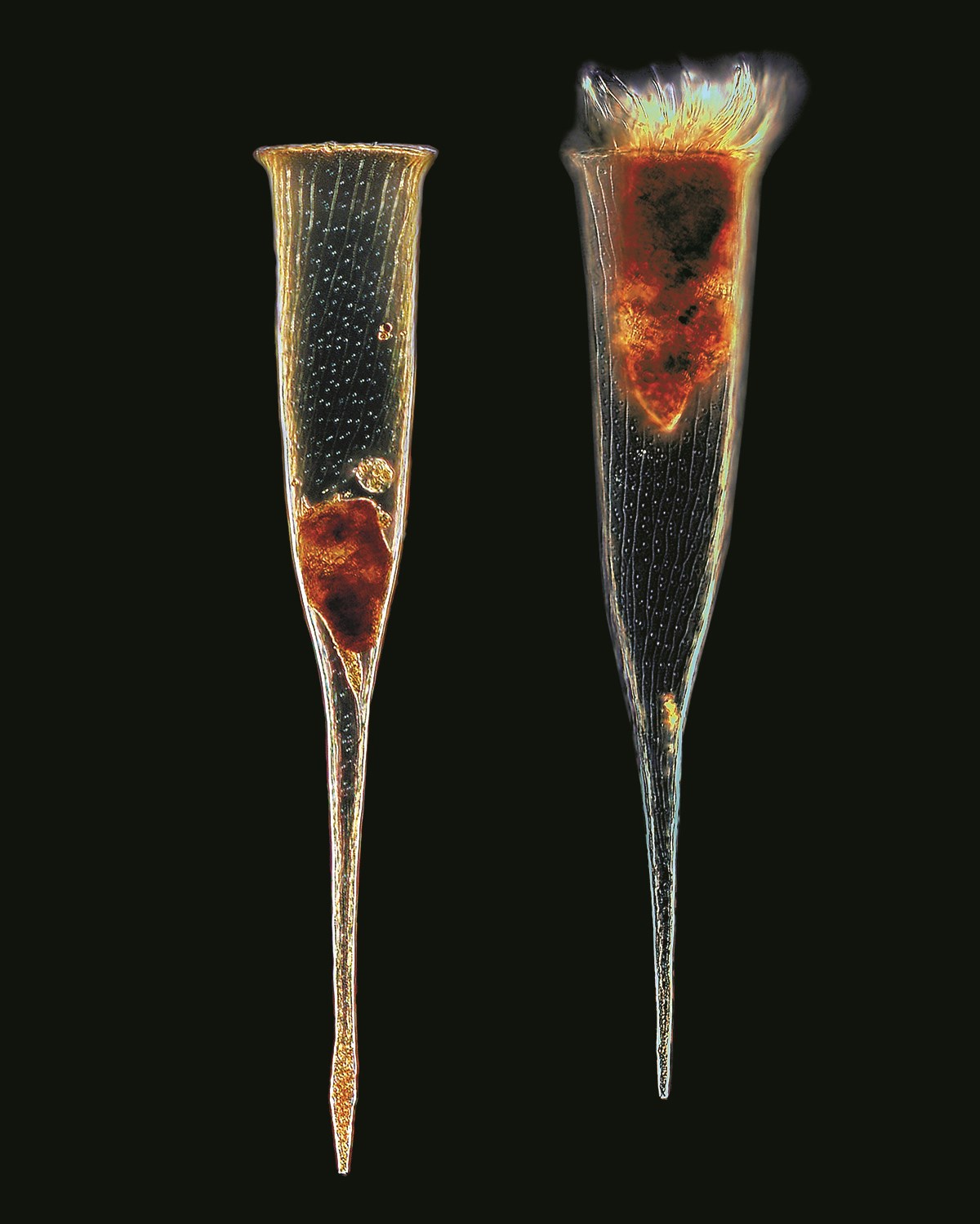 The shells of these tintinnids may call to mind champagne flutes, but they reminded earlier researchers of Roman soldiers’ clothing, from which they derive their name (loricae). The shells of these tintinnids may call to mind champagne flutes, but they reminded earlier researchers of Roman soldiers’ clothing, from which they derive their name (loricae).