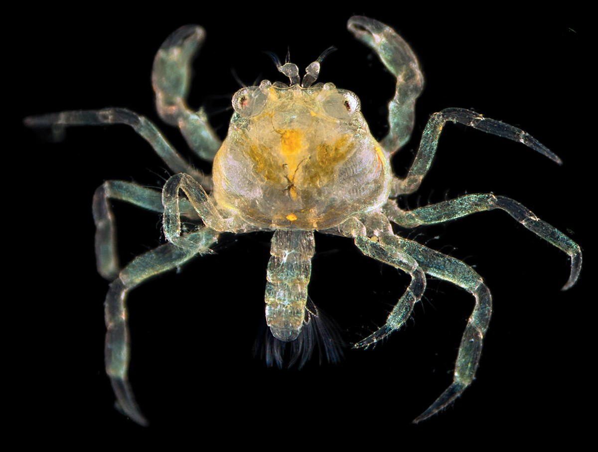 This ten-legged crustacean has survived several weeks to emerge from its larval stage as a megalopa. It’s not yet an adult. But throughout its life it has been and is still planktonic.