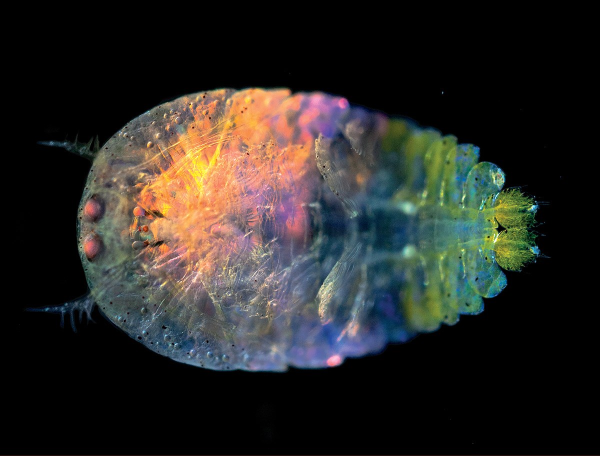 Light reflects and diffracts through tiny plates on the male Sapphirina copepod, letting it disappear or turn bright colors. Light reflects and diffracts through tiny plates on the male Sapphirina copepod, letting it disappear or turn bright colors.