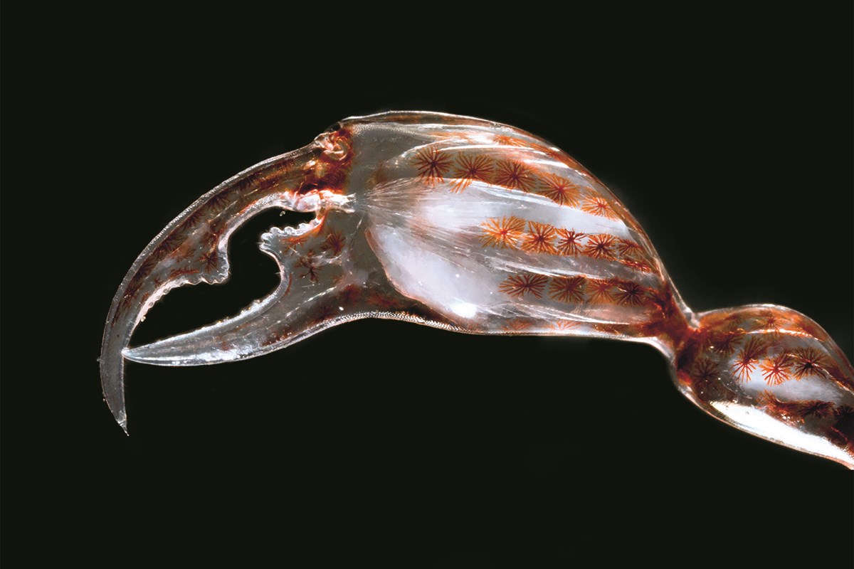 Star-shaped chromaophores turn the Phronima amphipode’s claw red. Star-shaped chromaophores turn the Phronima amphipode’s claw red.