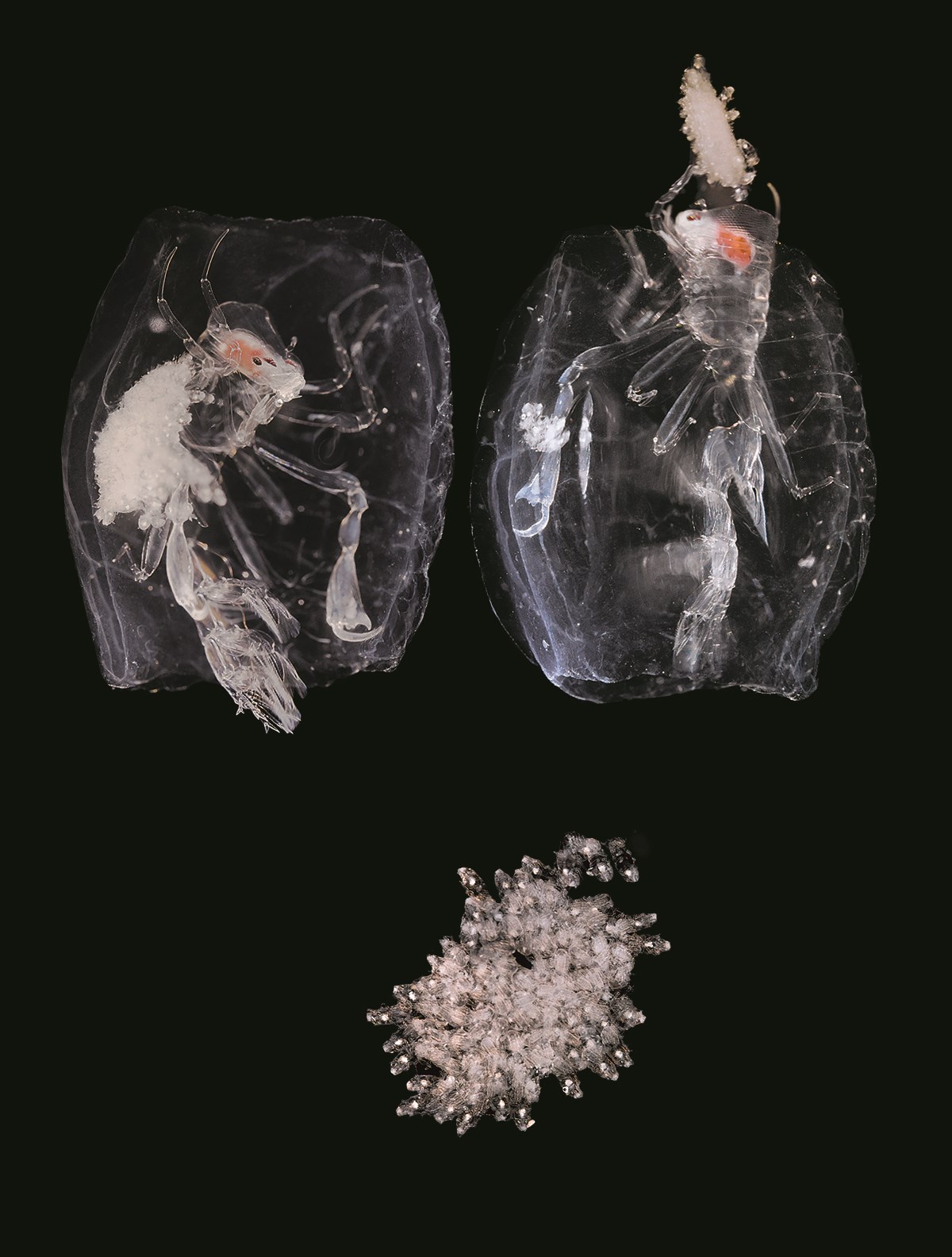 Like a hermit crab, the female Phronima is a squatter. But instead of occupying a ready-made snail’s shell, Phronima builds a barrel using the envelope of its gelatinous host. The cartoonist Moebius was inspired by Phronima’s form, and his drawings were used to create the monster in Alien. Like a hermit crab, the female Phronima is a squatter. But instead of occupying a ready-made snail’s shell, Phronima builds a barrel using the envelope of its gelatinous host. The cartoonist Moebius was inspired by Phronima’s form, and his drawings were used to create the monster in Alien.