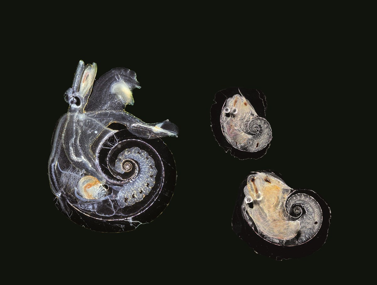 Atlanta peronei, a mollusk species common near the French Riviera, has a flattened foot that serves as a swimming fin. Atlanta peronei, a mollusk species common near the French Riviera, has a flattened foot that serves as a swimming fin.